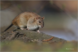<p>POTKAN (Rattus norvegicus) Děčín - Zámecký rybník ---- /Brown rat - Wanderratte/</p>